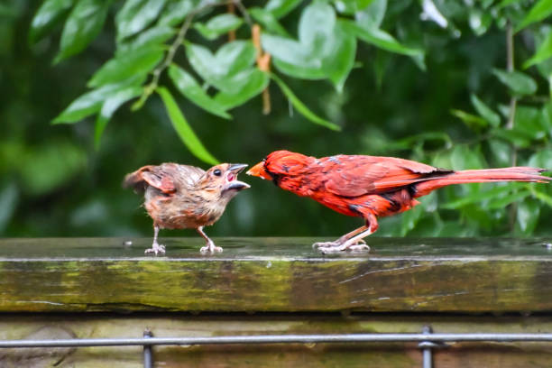 Two cardinals at the feeder in the woods.