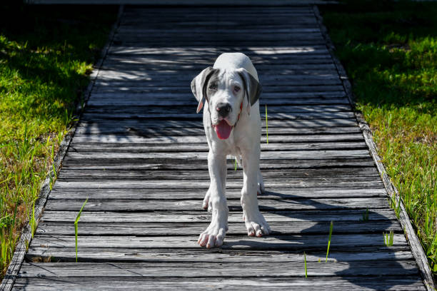 4 Month Old Great Dane Puppy on a Wooden Boardwalk in Orange Beach, Alabama