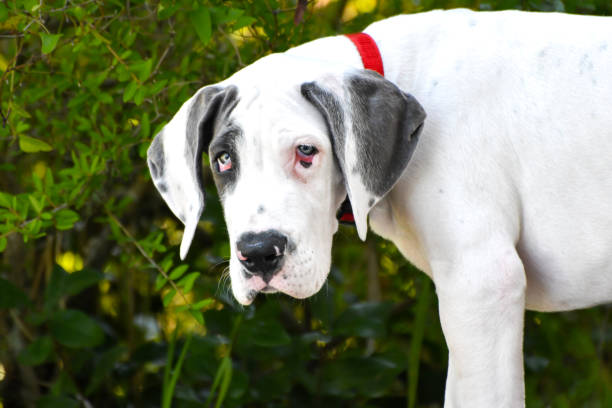 Large black and white Great Dane looking forward against a plain white background. Ideal for pet portraits, animal photography, and lifestyle concepts.