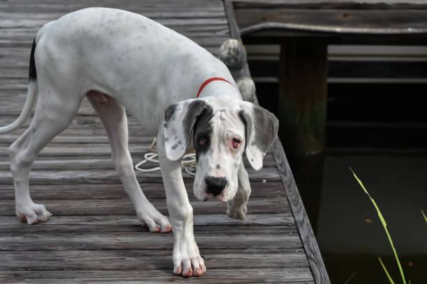 Great Dane portrait