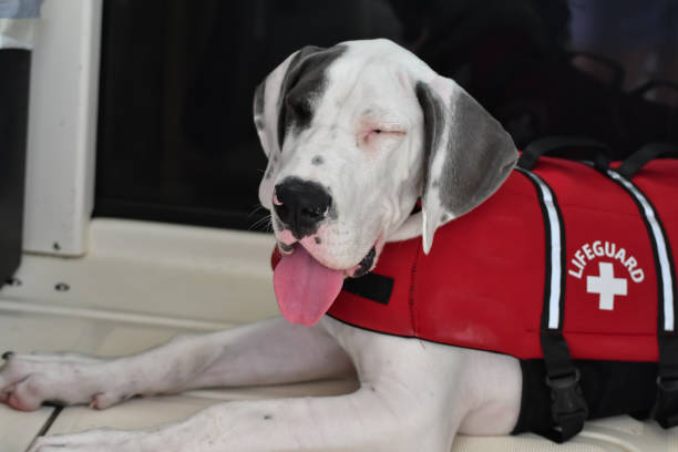 istock White Great Dane Puppy Wearing a Red Lifejacket on a Boat 2174077286
