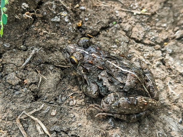 Close-up of a small brown frog with white stripes on its back, sitting on damp soil.