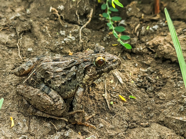 istock Close-up of a small brown frog 2174079026