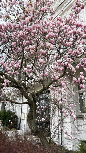 istock Spring magnolia tree with pink flowers 2174081833