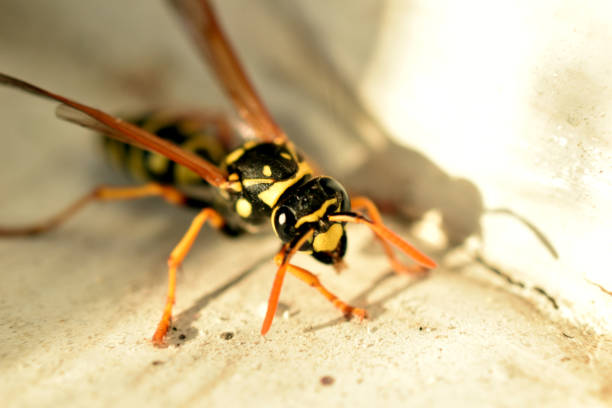 istock A wasp crawls on a windowsill, close-up. 2174081891