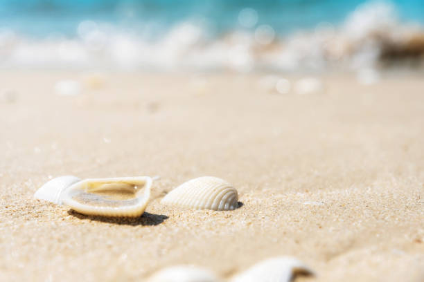istock This image shows a close-up of seashells lying on the sand 2174083225