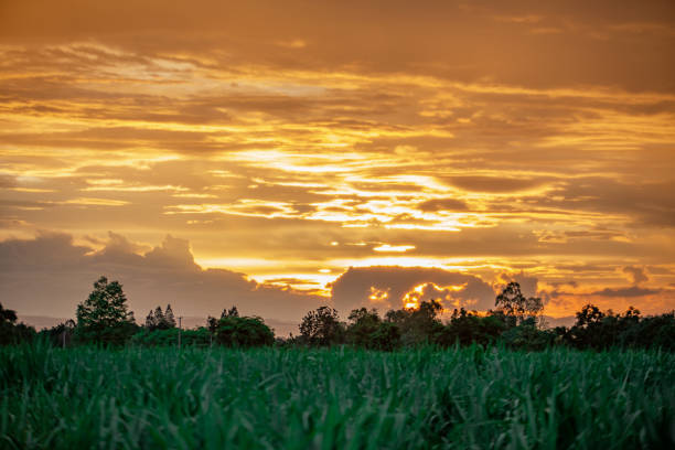 The sun is setting. The sky is golden in the evening. A woman stands and watches the sunset. She raises her mobile phone to take a picture of the sunset. Sugarcane trees in the evening.