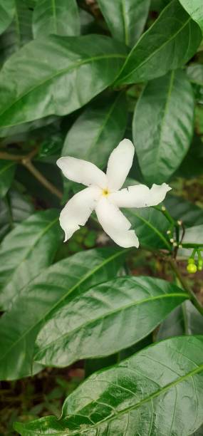 istock Pinwheel Flower Blossoming on Green Leaves Background 2174084154