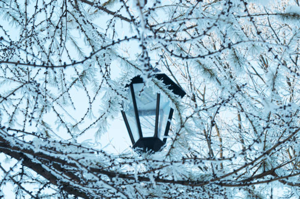 Close-up: branches in frost and between them a street lamp that is not turned on because it is daytime and there is enough light.