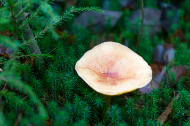 Close-up of a wet mushroom growing in moss in a coniferous forest. Beige on green.  Tricholomopsis rutilans.