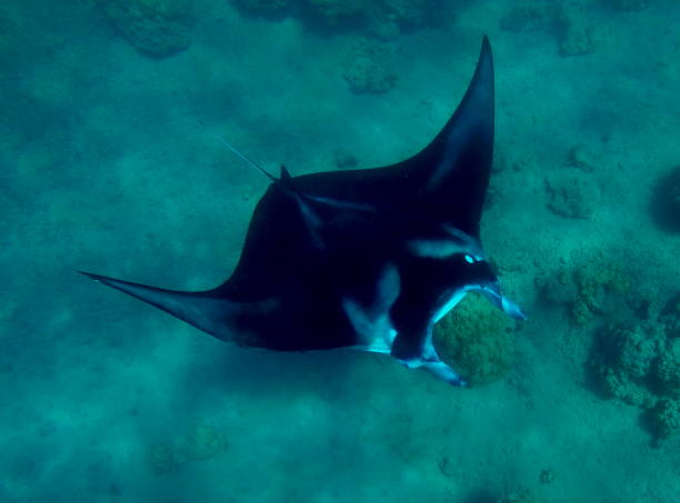 istock Manta ray seen during snorkling in Bora Bora, French Polynesia 2174085134