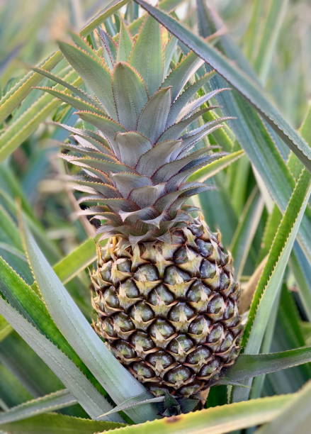 istock Close-up of a pineapple growing on Moorea, French Polynesia 2174085468