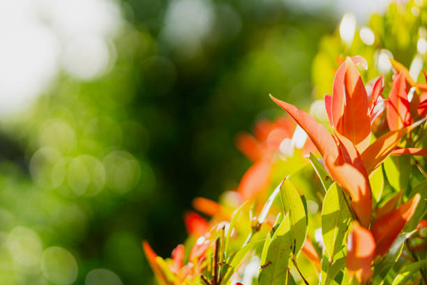 Bright red and green leaves illuminated by sunlight, featuring a soft bokeh background that captures the essence of a tranquil natural setting.