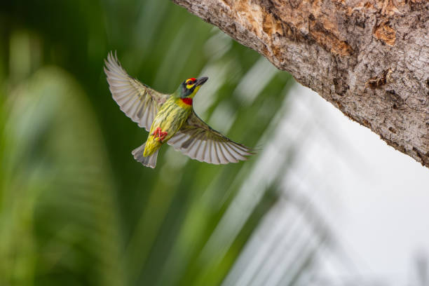 istock The cute coppersmith barbet on tree with blue sky 2174088792