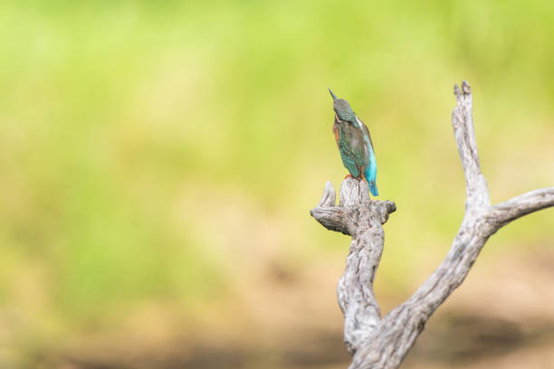 Closed up beautiful river kingfisher, adult male Javan blue-banded kingfisher, low angle view, rear shot, in the morning under the clear sky, standing on the stone near wild swamp in nature of tropical rainforest, national park in central Thailand.