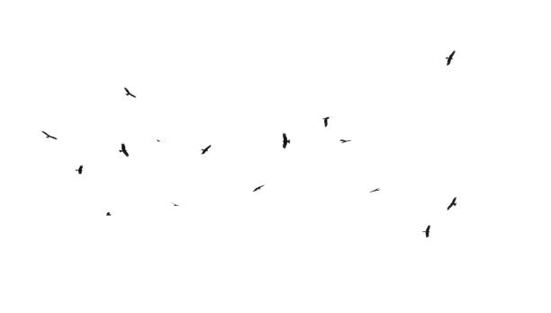 istock A flock of birds in flight isolated on a white background 2174089822