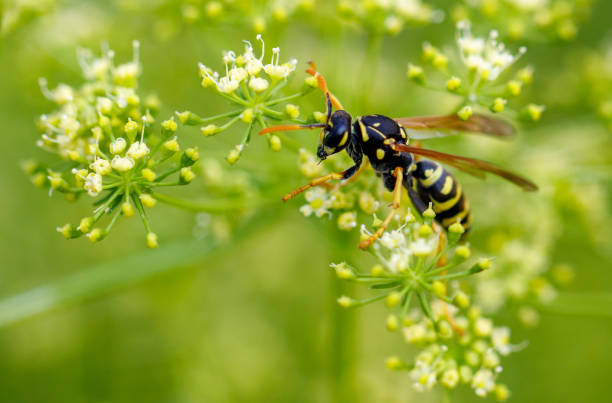 istock Wasp on a yellow flower. Macro 2174089845