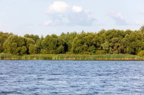 istock Green trees on the horizon on the lake shore 2174089939