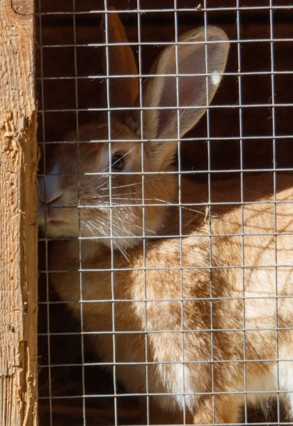 istock Rabbits are sitting in a cage on a farm 2174090205