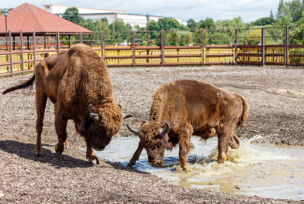 istock Two bisons are fighting in the park 2174090266