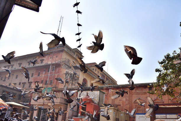 istock Many pigeons are flying on the sky 2174090498
