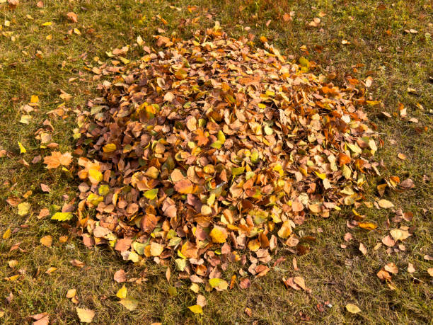 istock Leaves from a tree on the ground in autumn 2174090654