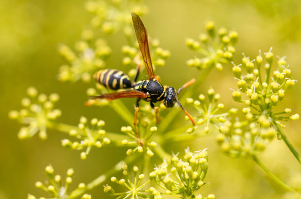 istock Wasp on a yellow flower. Macro 2174090826