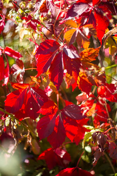 istock Beautiful bright autumn nature background. Multicolored grape leaves 2174090979