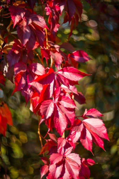 Grape leaves in vineyard change color with the autumn season