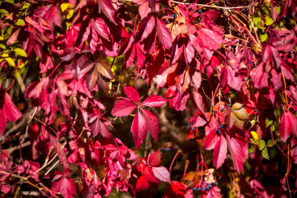 istock Beautiful bright autumn nature background. Multicolored grape leaves 2174091102