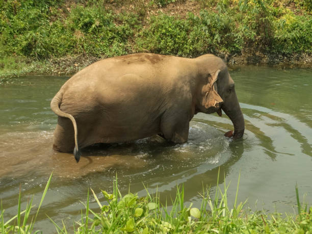 istock Asian Elephant Walking Through River, Chiang Mai, Thailand 2174091286