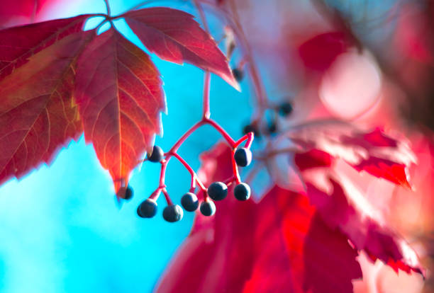 Beautiful bright autumn nature background. Multicolored grape leaves