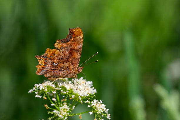 Polygonia c-album