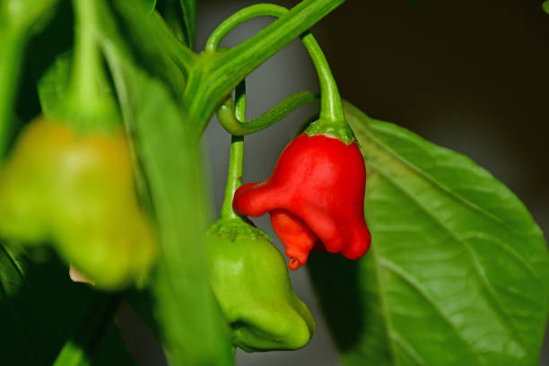 istock bishops crown chili on its plant 2174091730