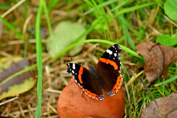 A red admiral butterfly, drinking nectar from the flowers of a buddleia bush. Shot with a Canon 5D Mark IV.