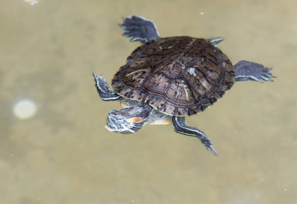 istock A turtle is swimming in a pond 2174093640