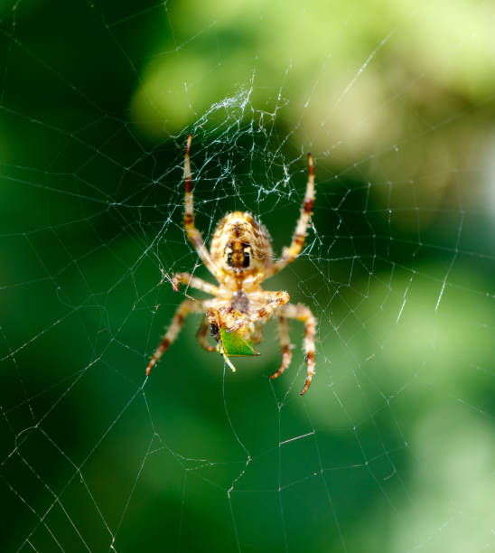 istock A spider is sitting on a web and eating a leaf 2174094275