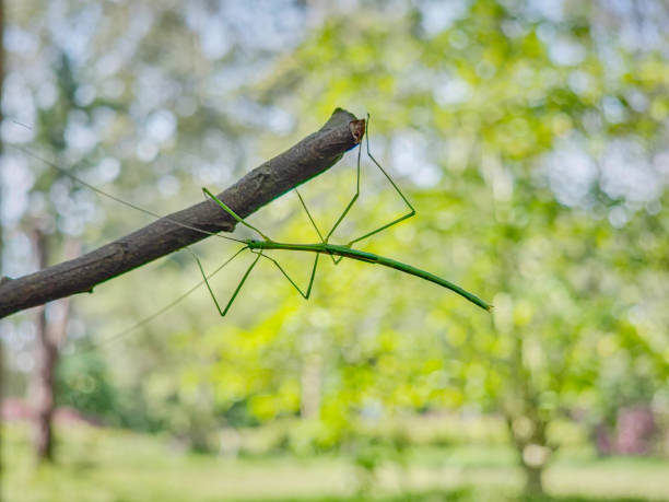 A walkingstick insect, or phasmatodea, on a man's hand. Shot with a Canon 5D Mark IV.