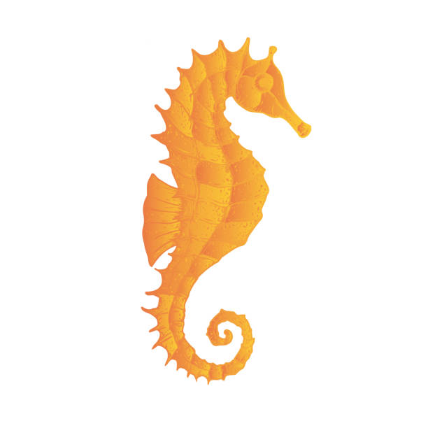 istock Vector seahorse. Hand painted line art. Graphic tropical clip art isolated on background. Underwater illustration. For designers, invitations, decoration, postcards, wrapping paper, scrapbooking, covers 2174096667