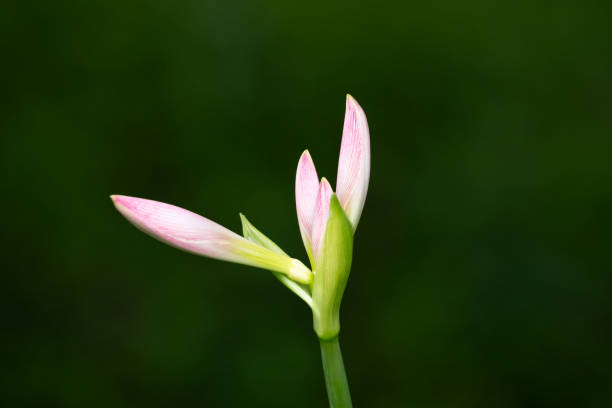 A macro shot of green narcissus flower buds beginning to emerge against a vibrant green leaf background.