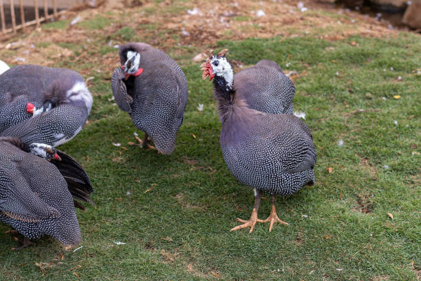 Guinea fowl in a South African Game Reserve.