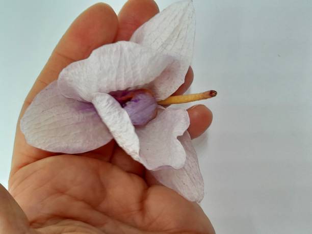 istock Withered orchid flower in hand 2174100077