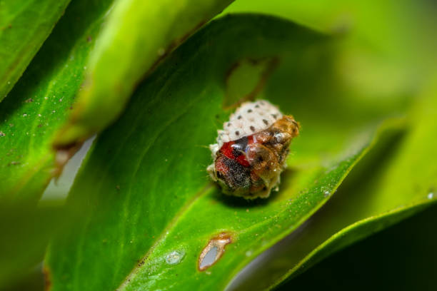 Harmonia axyridis Asian Ladybeetle Larva Insect. Digitally Enhanced Photograph.