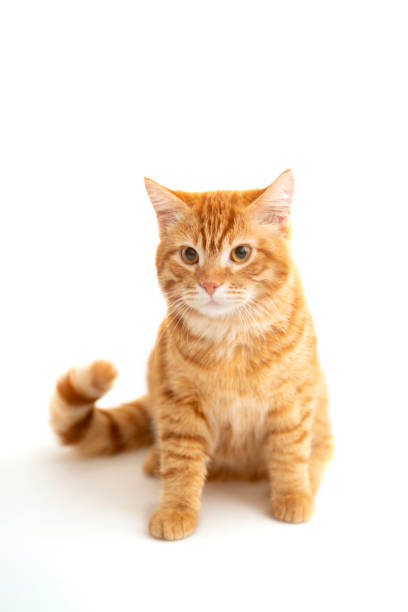 istock Ginger cat sitting on floor in living room 2174103488