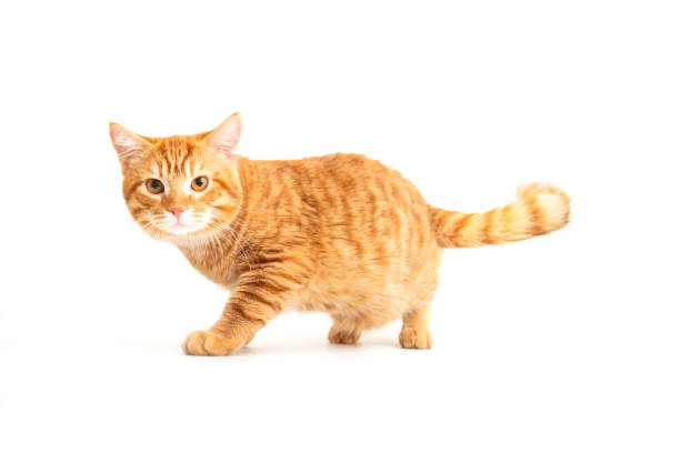 istock Ginger cat sitting on floor in living room 2174103563