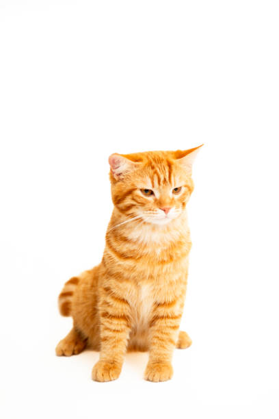 istock Ginger cat sitting on floor in living room 2174103569