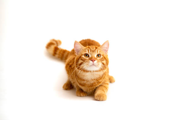 istock Ginger cat sitting on floor in living room 2174103605