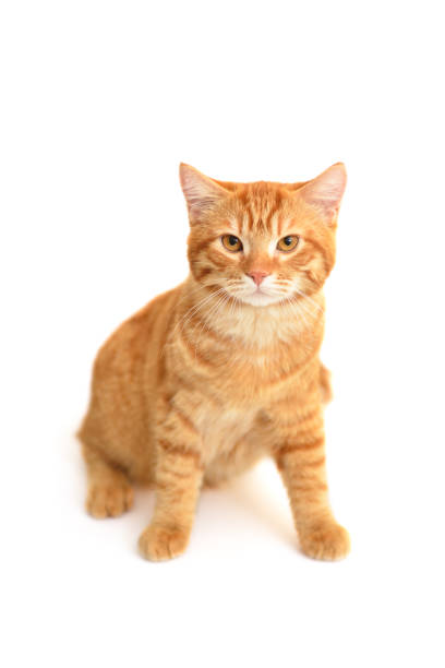 istock Ginger cat sitting on floor in living room 2174103649