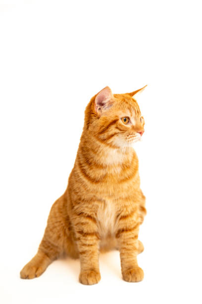 istock Ginger cat sitting on floor in living room 2174103671