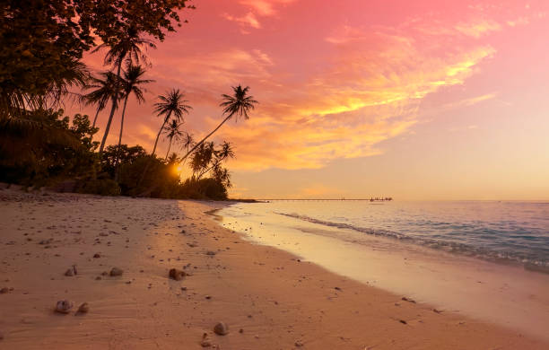 istock Summer with sunrise scene with  palm trees background as texture frame background 2174104447